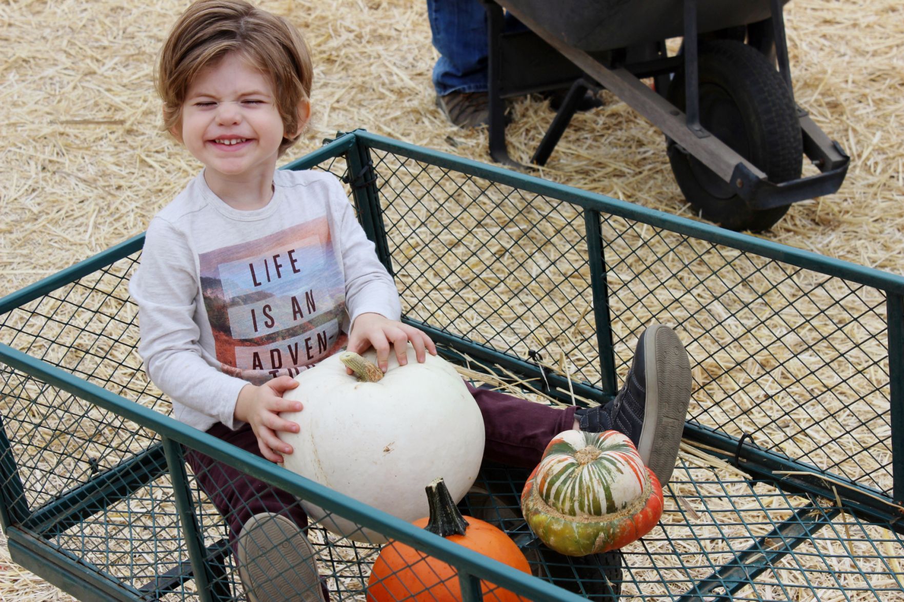 Picking Pumpkins 2015